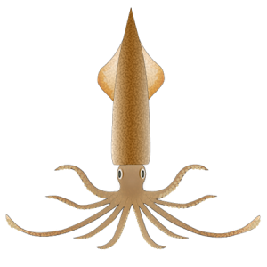Squid PNG
