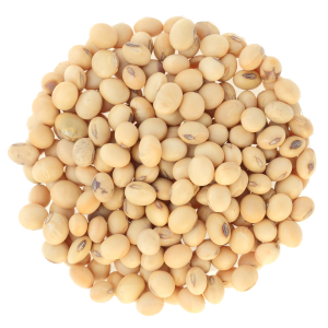 Soybean PNG