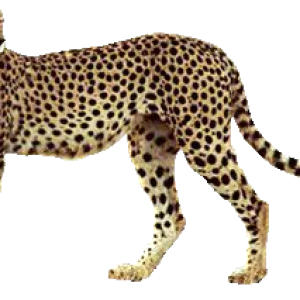 Cheetah PNG