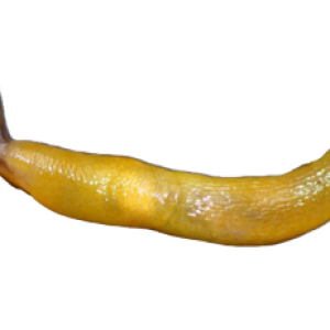 Slug PNG