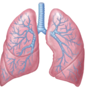 Lungs PNG