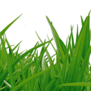 grass png image, green grass PNG picture
