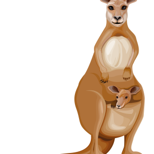 Kangaroo PNG