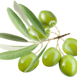 Olive PNG