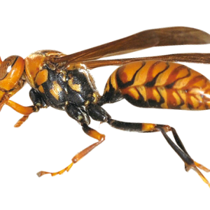 Wasp PNG