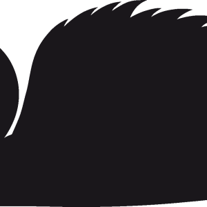 Black swan PNG
