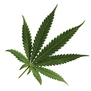 Cannabis PNG