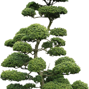 tree PNG