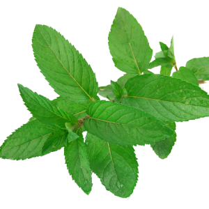 Pepermint PNG