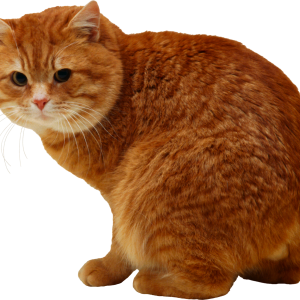 Cat PNG