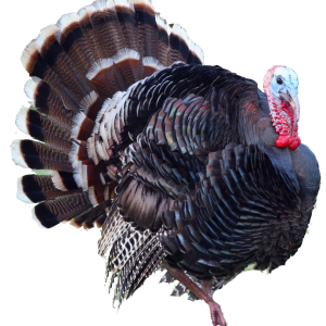Turkey bird PNG