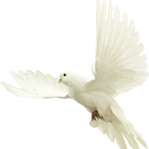 white dove pigeon PNG