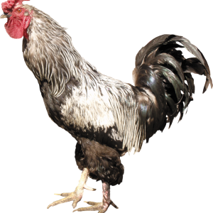 Cock PNG