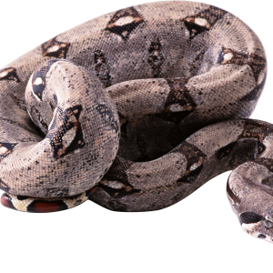Snake PNG image picture download free