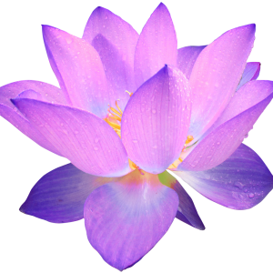 Lotus flower PNG