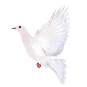 white dove pigeon PNG