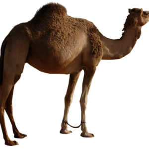 Camel PNG