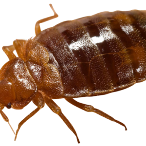 Bed bug PNG