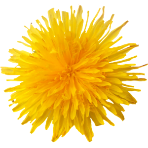 Dandelion PNG
