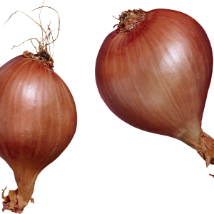 Onion PNG
