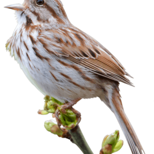 Sparrow PNG