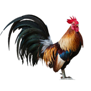 Cock PNG