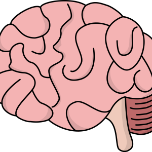 Brain PNG