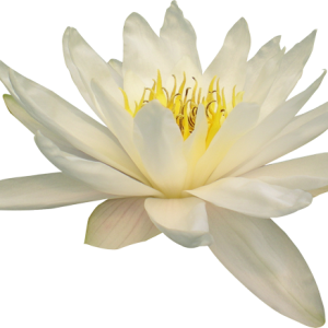 Lotus flower PNG