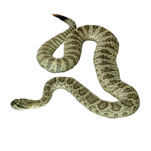 Snake PNG image picture download free