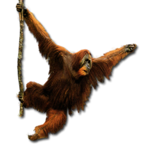 Orangutan PNG