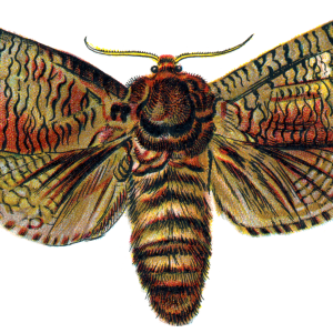 Moth PNG