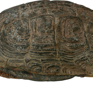 Turtle PNG