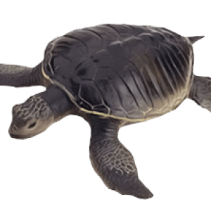 Turtle PNG