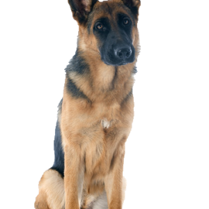 German Shepherd PNG