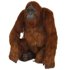 Orangutan PNG