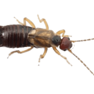 Earwig PNG
