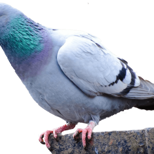 Pigeon PNG