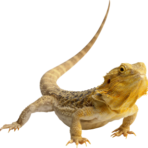 Lizard PNG
