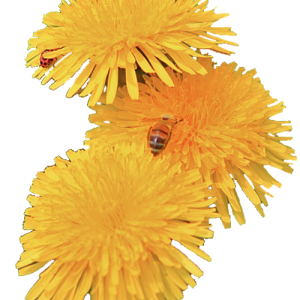 Dandelion PNG