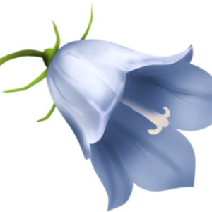 Bellflower PNG