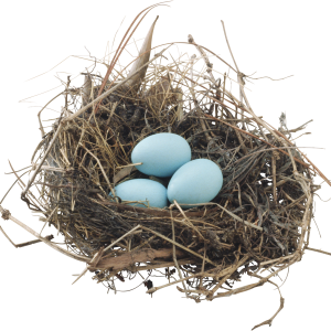 Nest PNG