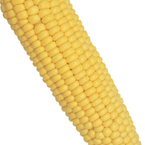 Corn PNG image