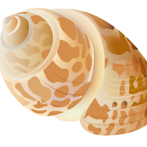 Seashell PNG