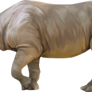 Rhino PNG