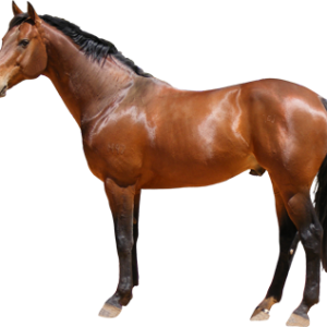 Horse png image