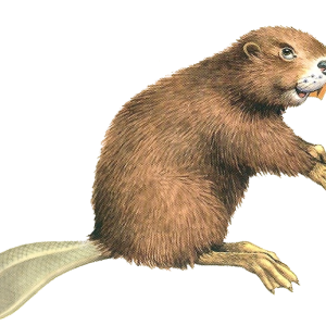 Beaver PNG