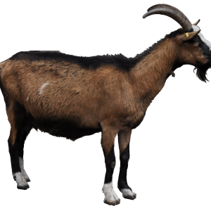 Goat PNG