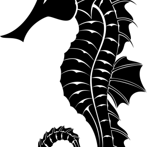 Seahorse PNG