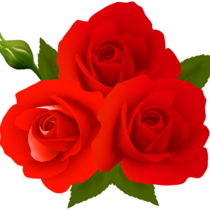 Rose PNG