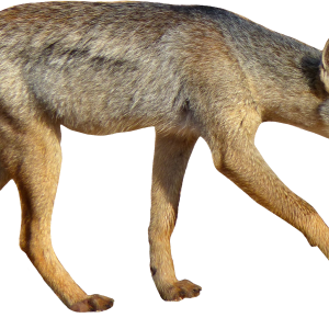 Jackal, coyote PNG